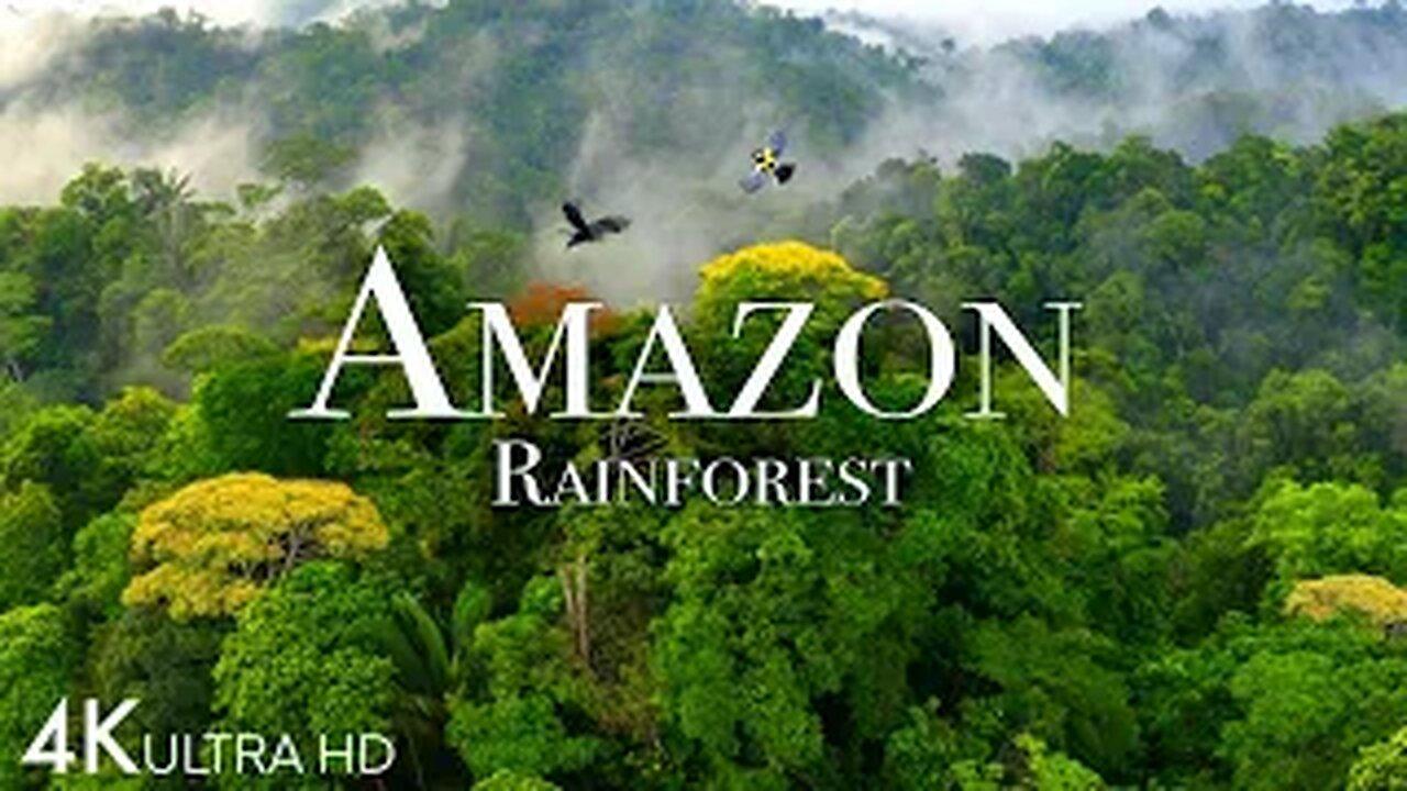 Amazon K The Worlds Largest Tropical One News Page Video