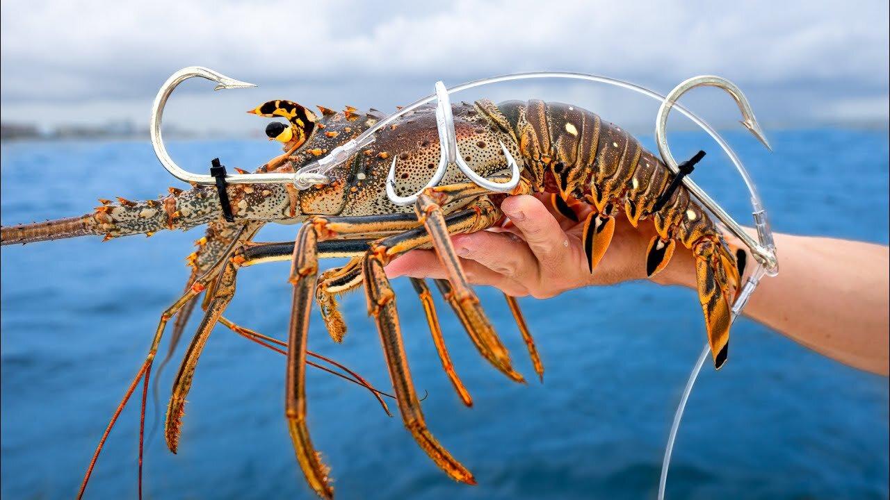 World S Most Expensive Bait Live Lobster One News Page Video