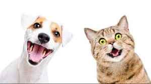 Funny animal videos 2023 🤣 funny cat and dog videos