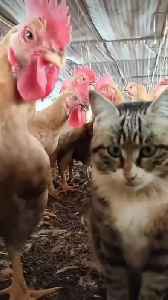 Cat vs Chicken Watch What Happens Next and Get - One News Page VIDEO