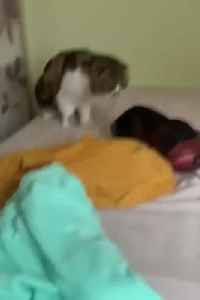 Funniest Cats and Dogs ---- _ Funny Animal Videos