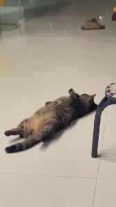 The best Funny animal video free.cute cat video