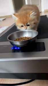 Cute Funny Cat Video