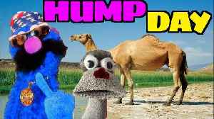 Hump Day | Spooky Humps