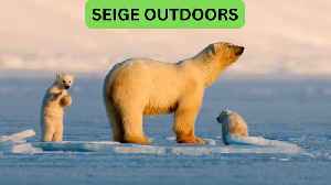Polar Bear Live Cams!
