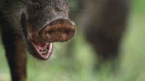 Brazil Untamed: Series 1