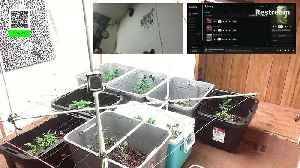 Freak show X duckfoot fern pheno f5