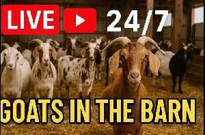 🐐 LIVE 24/7 Goat Barn | Cute Goats, Baby Goats, Relaxing Farm Stream