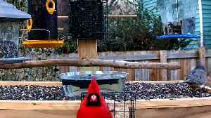 Relaxing Live Bird Cam