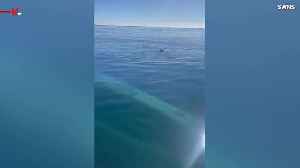 Must See! Fishermen Team Up With a Dolphin Mom to Rescue Her Trapped Baby