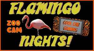 🦩 FLAMINGO NIGHTS ZOO CAM LIVE STREAM RUMBLE EXCLUSIVE 🦩