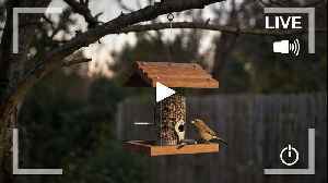Live Bird Feeder Cam 27/7 (no sound) Relaxing - Middle Tennessee / Nashville