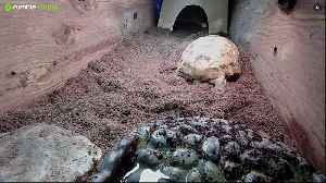 Shelly The Tortoise!