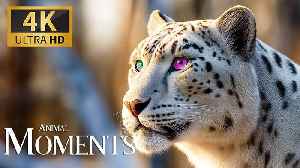 Incredible 4K Animal Moments 🐾 | Explore Nature’s Beauty with Soothing Music for Peaceful Calm
