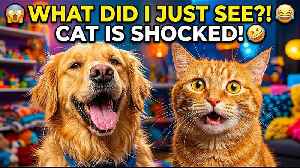 FUNNIEST ANIMALS ON THE INTERNET 😂 | 24/7 Viral Animal Live