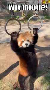 Hey Look At What I Can Do!!!