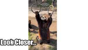 Hey Look At What I Can Do!!.