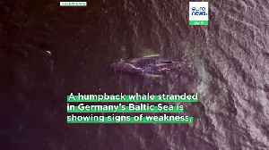 Experts fear stranded Baltic Sea whale may not reach the Atlantic