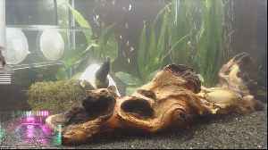 Live Aquarium + Music