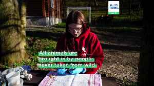 'Life goes on': Ukrainians find relief and joy by releasing endangered bats rescued from the war