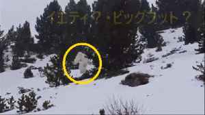 Albino Bigfoot Caught on Camera in Canada?