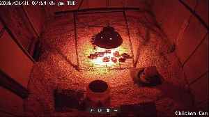 Millar Time Chicken Cam