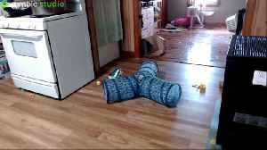 Live from Rumble Studio