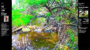 ViralNatureCam - Live Stream