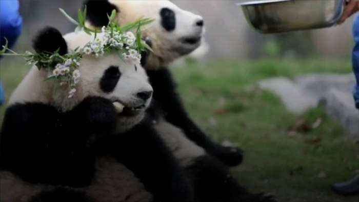 China to Send Pandas to San Diego Zoo