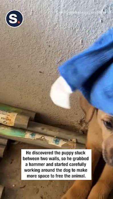 Adorable Pup Stuck in Wall Rescued by Man With Hammer and Chisel