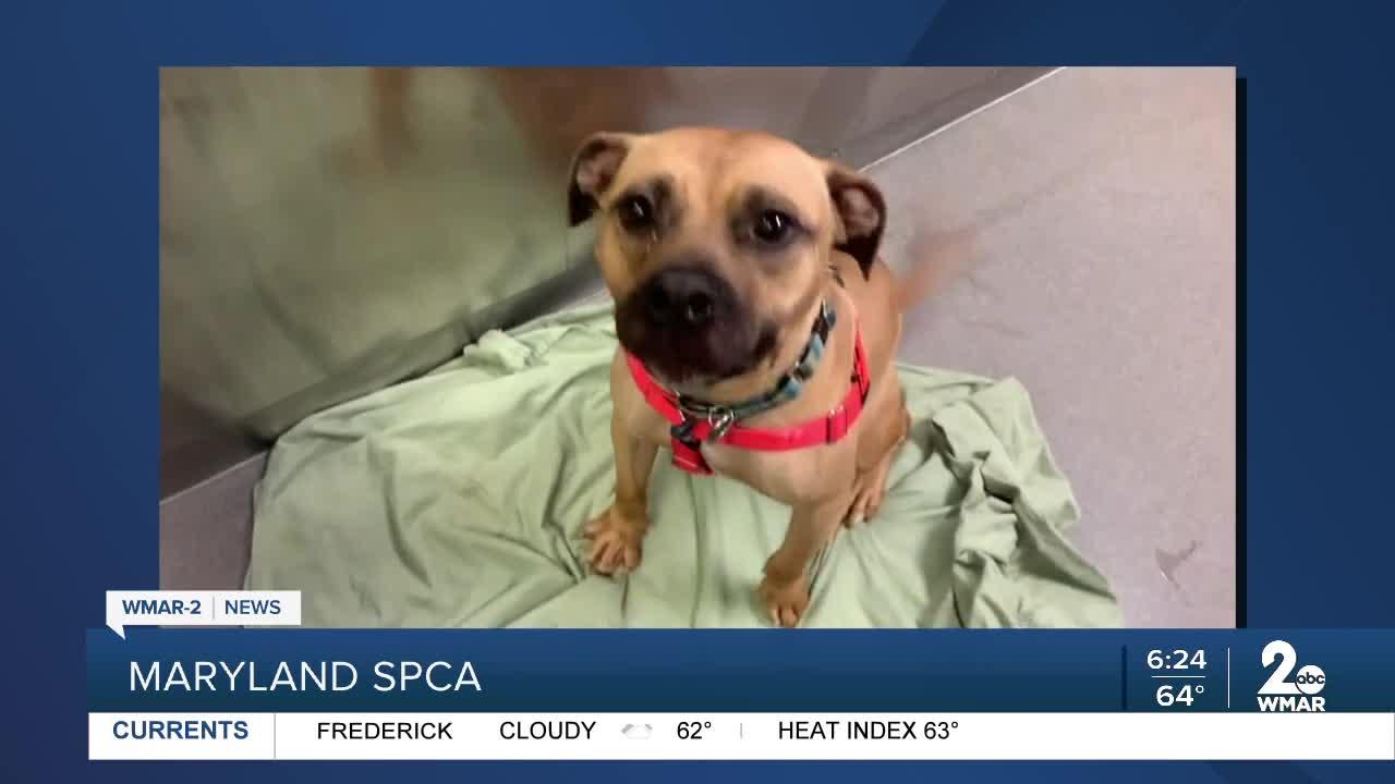 Starlord the dog is up for adoption at the Maryland SPCA