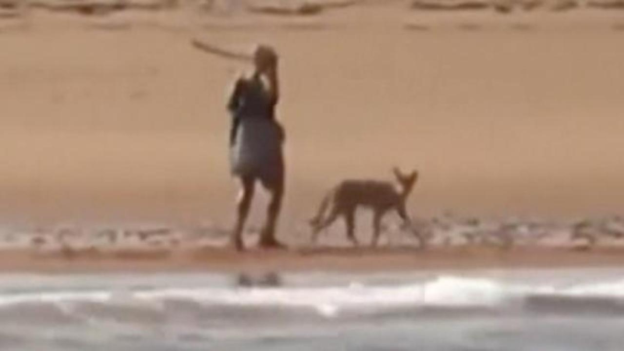 Woman cornered on beach by coyote, fights it off with stick