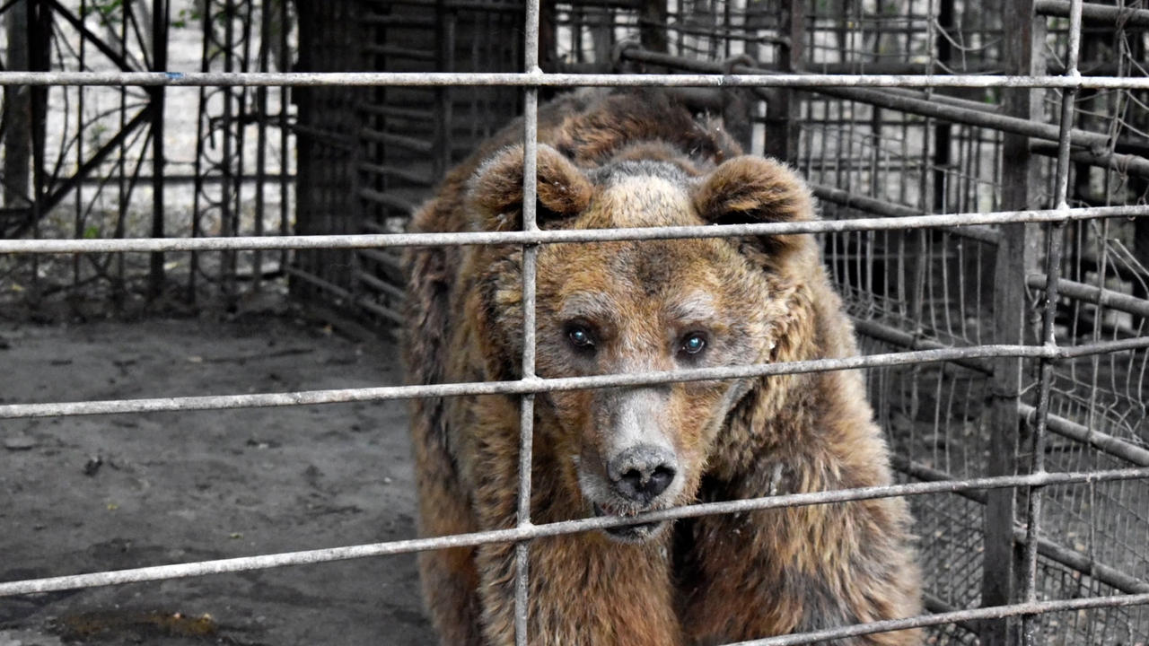 Des militants appellent à la libération d’un ours maintenu en cage depuis 30 ans