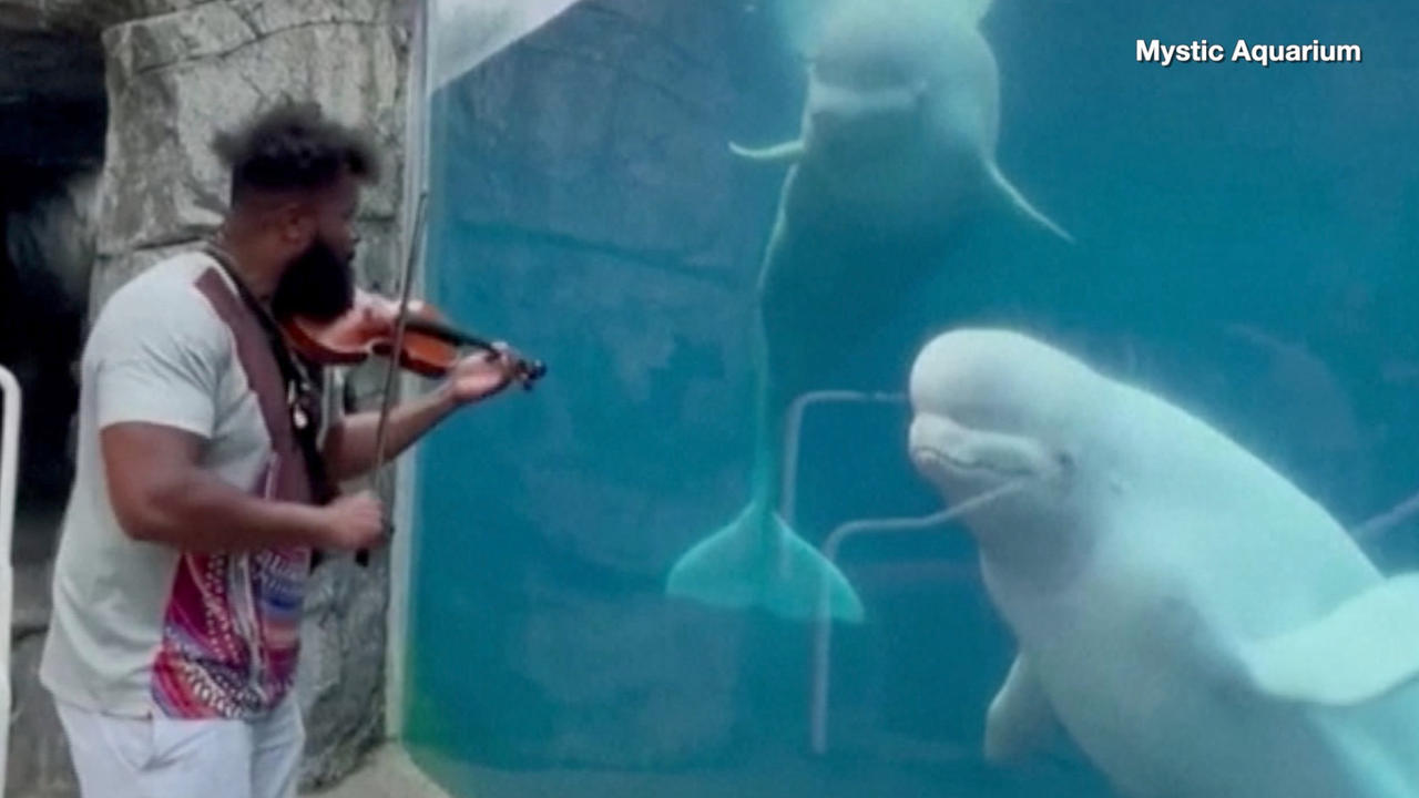 These Belugas Got a Free Concert!