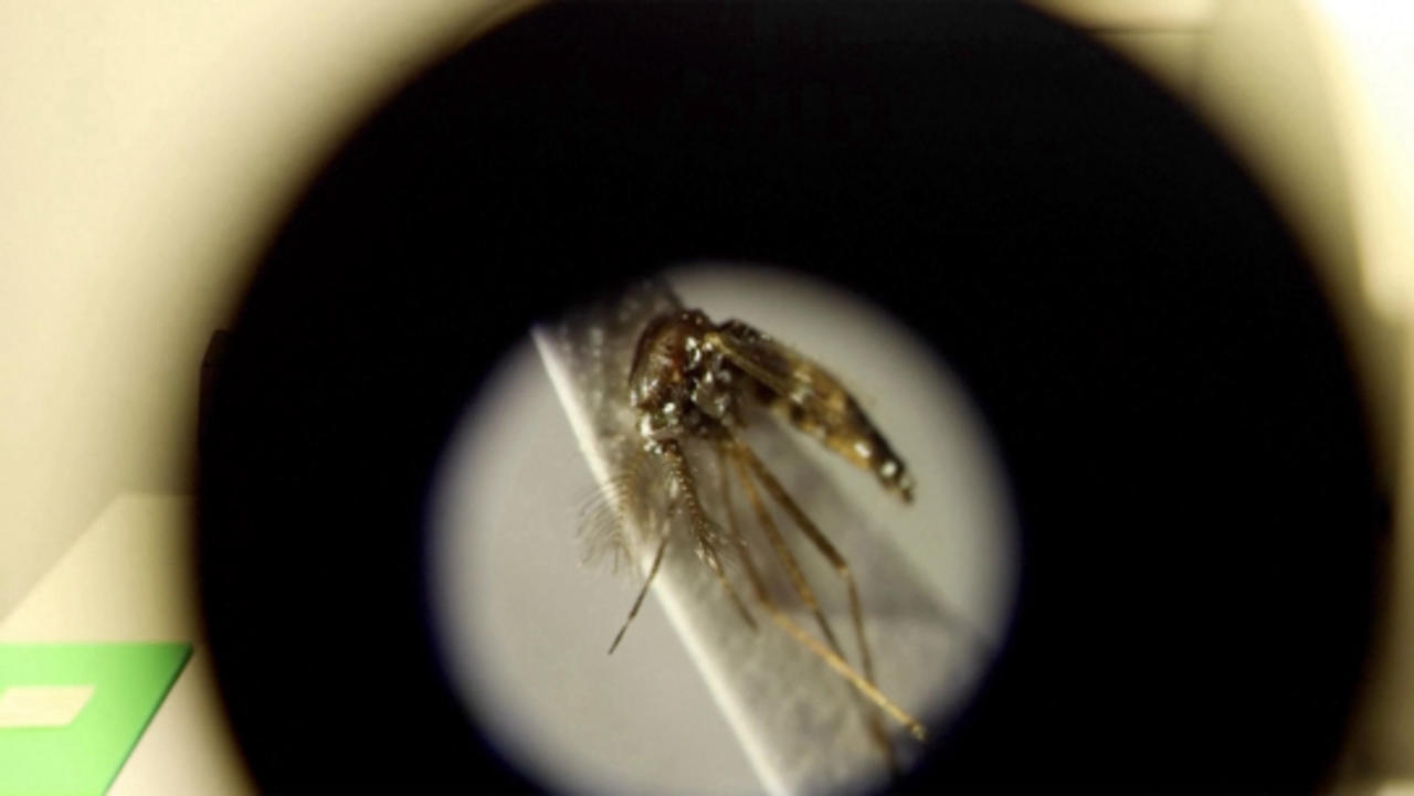 Here’s Why the Tiger Mosquito Is So Dangerous and How To Prevent an Outbreak