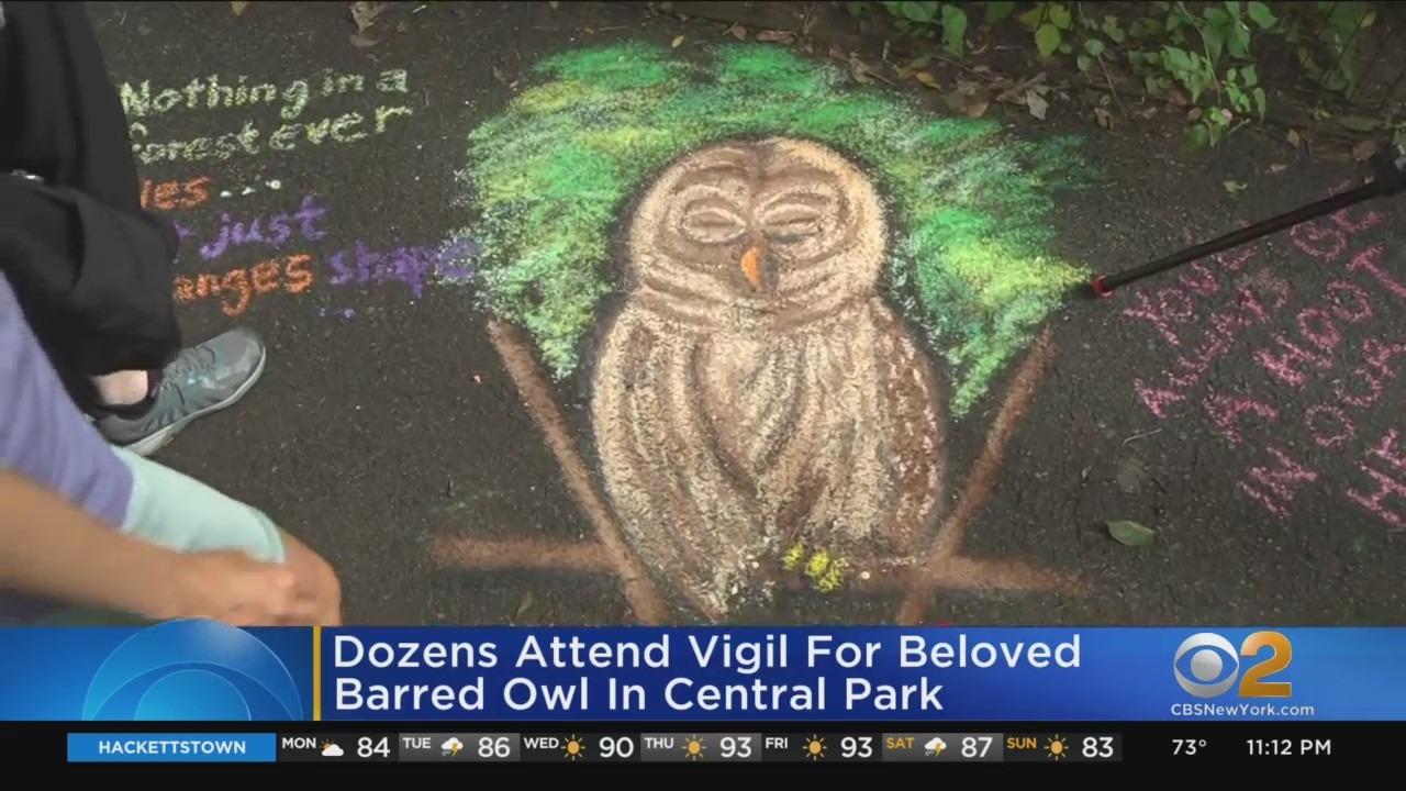 Dozens Attend Vigil For Beloved Barred Owl In Central Park