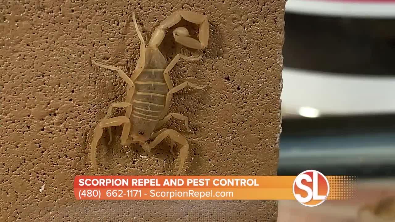 Prevent scorpions from entering your home with Scorpion Repel's Averzion