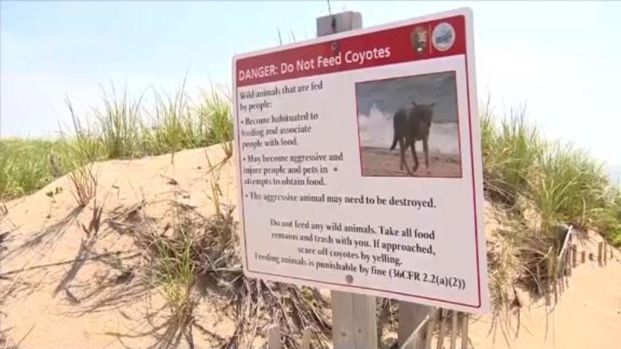 Coyote attacks child on Cape Cod beach