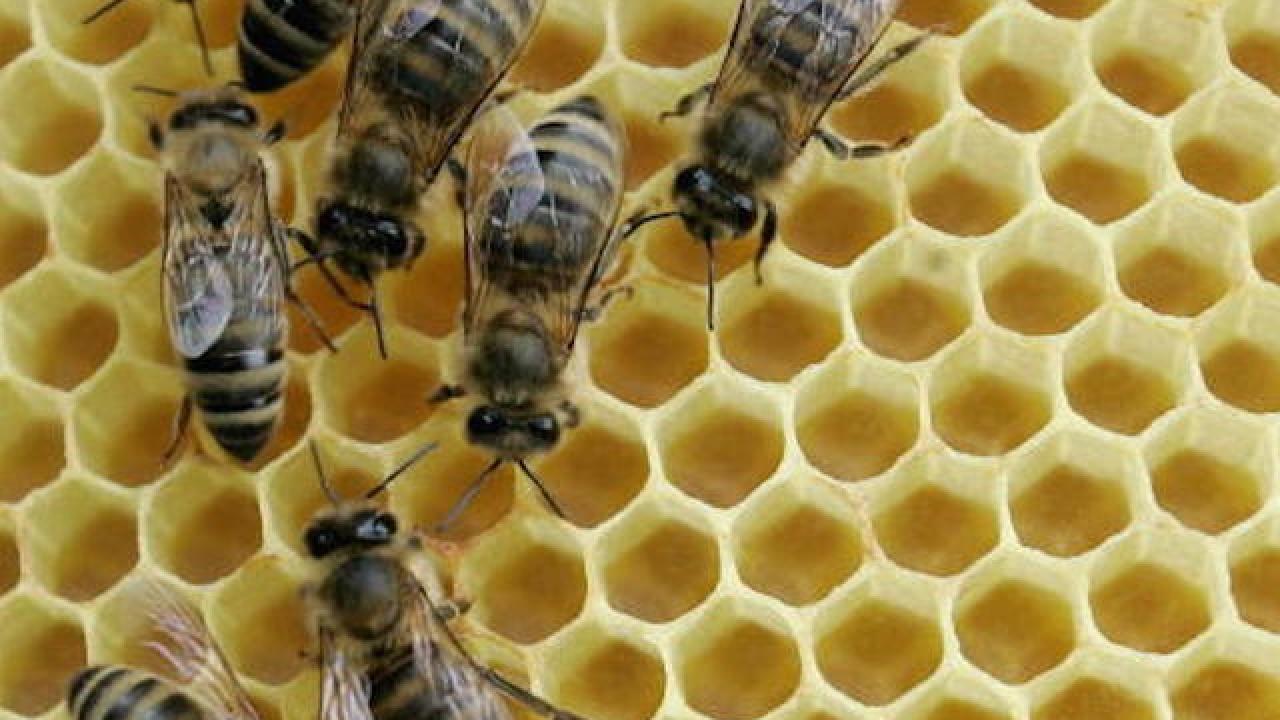 Detroit Hives honey bees featured in upcoming music track