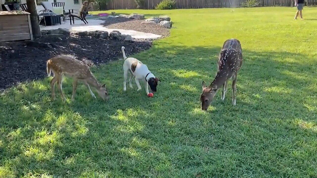 Silly dog decides to graze with his deer friends