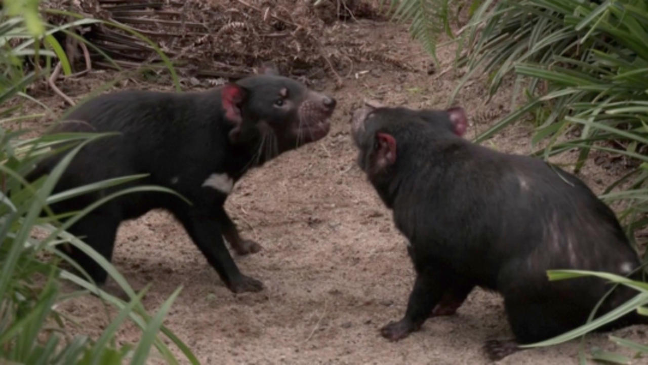 These Adorable Tasmanian Devils Are Helping Experts Tackle an Endangering Situation in Their Species
