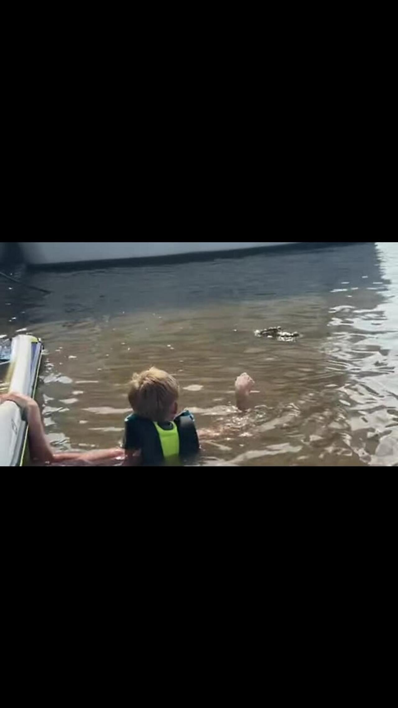 Fearless kid feeds gator face to face