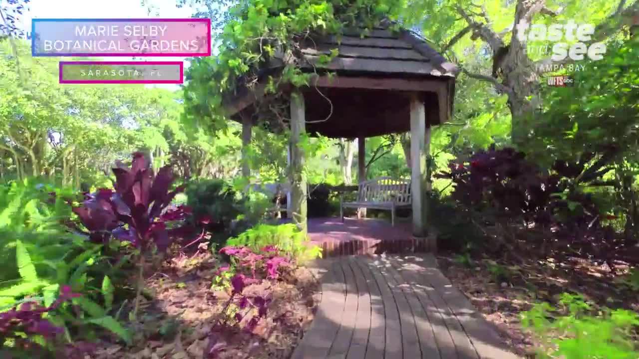 Drone Tour at Marie Selby Botanical Gardens in Sarasota | Taste and See Tampa Bay