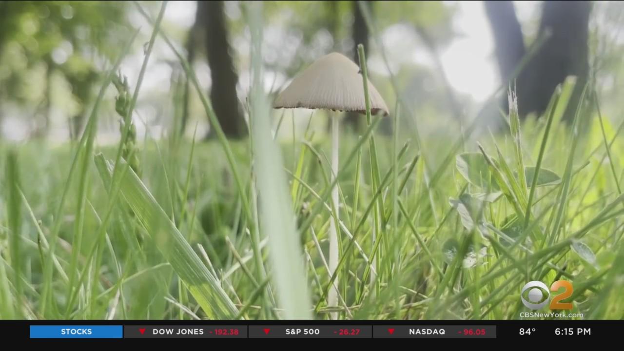 Dangerous Mushrooms Growing In New Jersey After Hot, Wet Weather