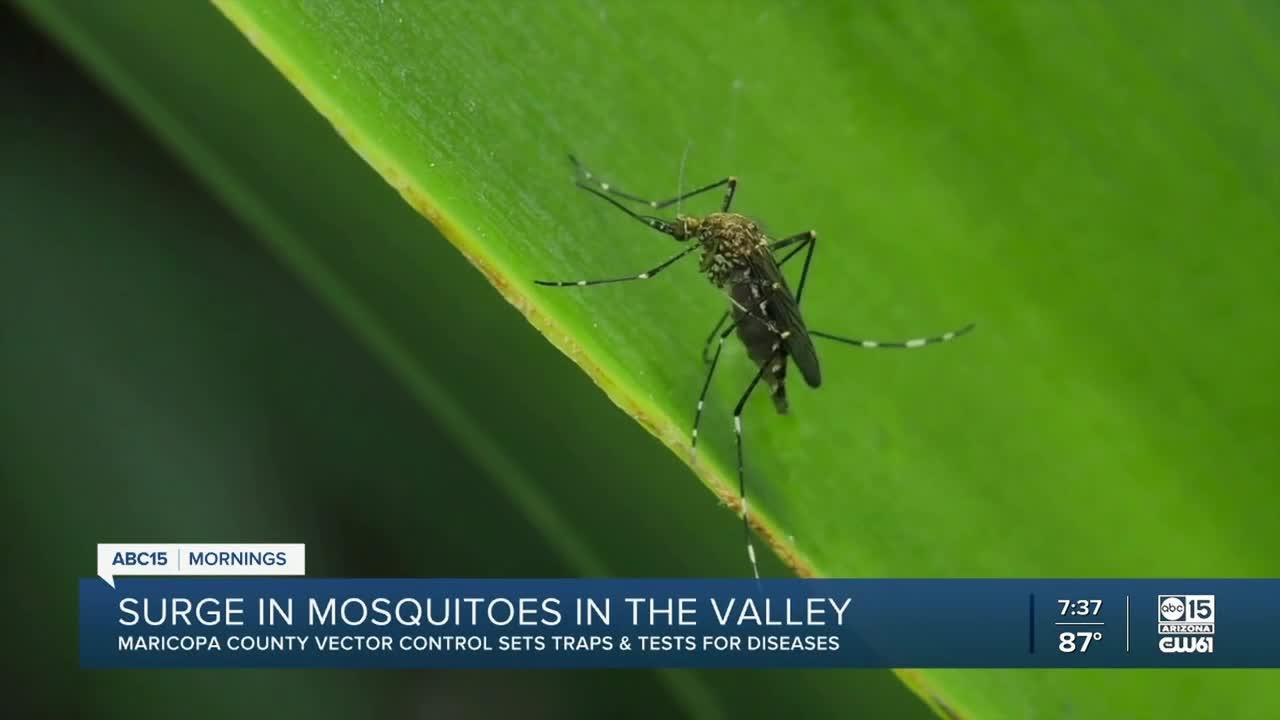 Uptick in mosquitoes due to monsoon season in the Valley