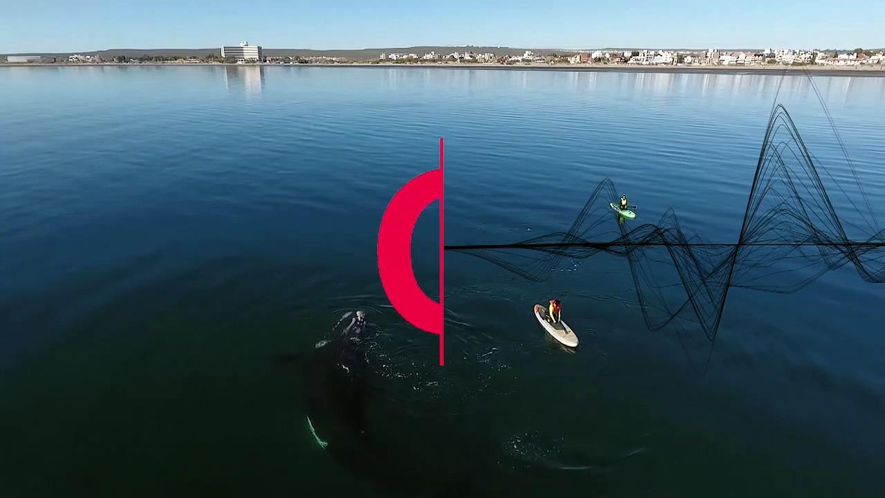Curious Southern Right whale pushes paddleboard