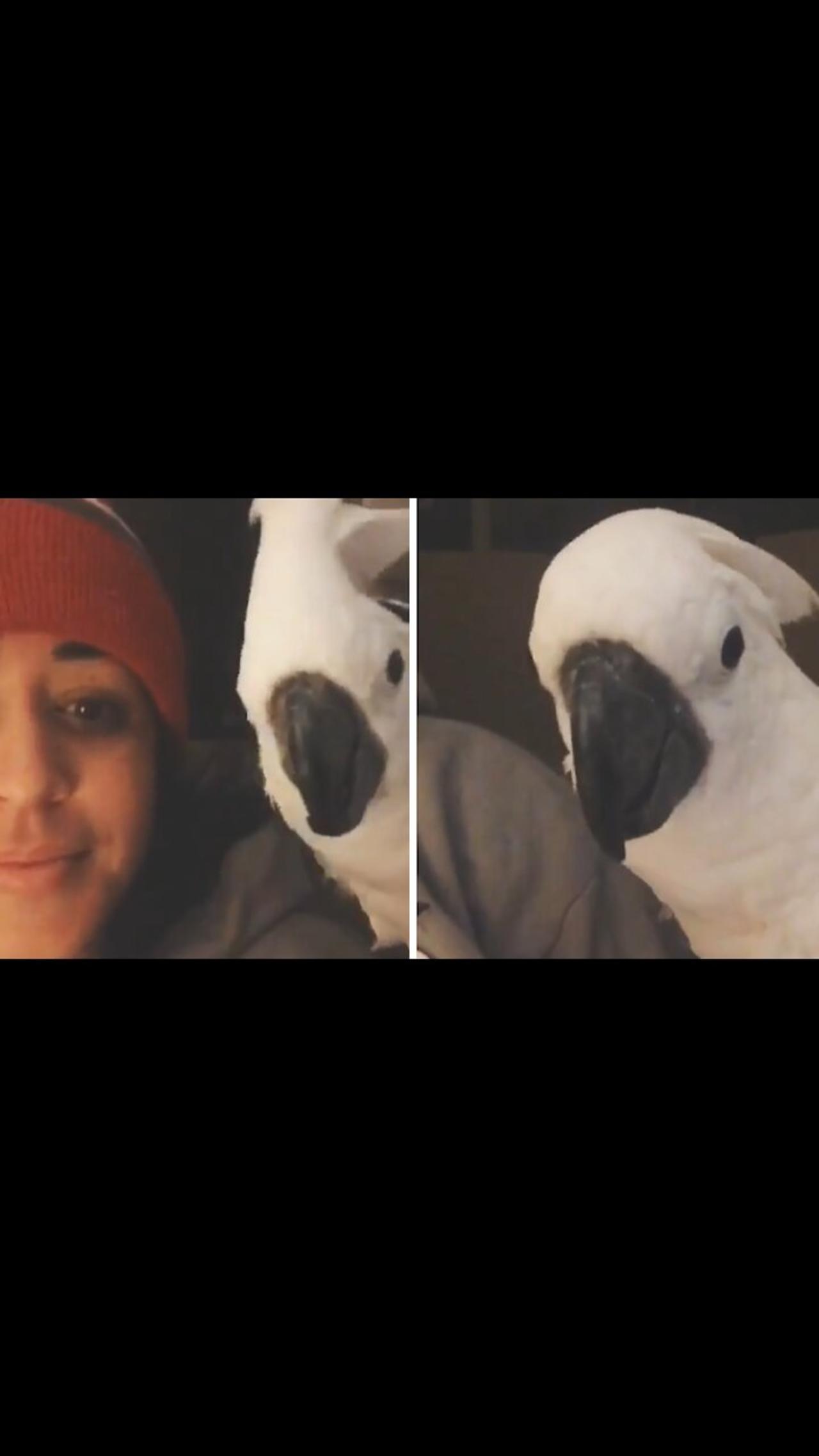 Parrot has nothing but nice things to say to his owner