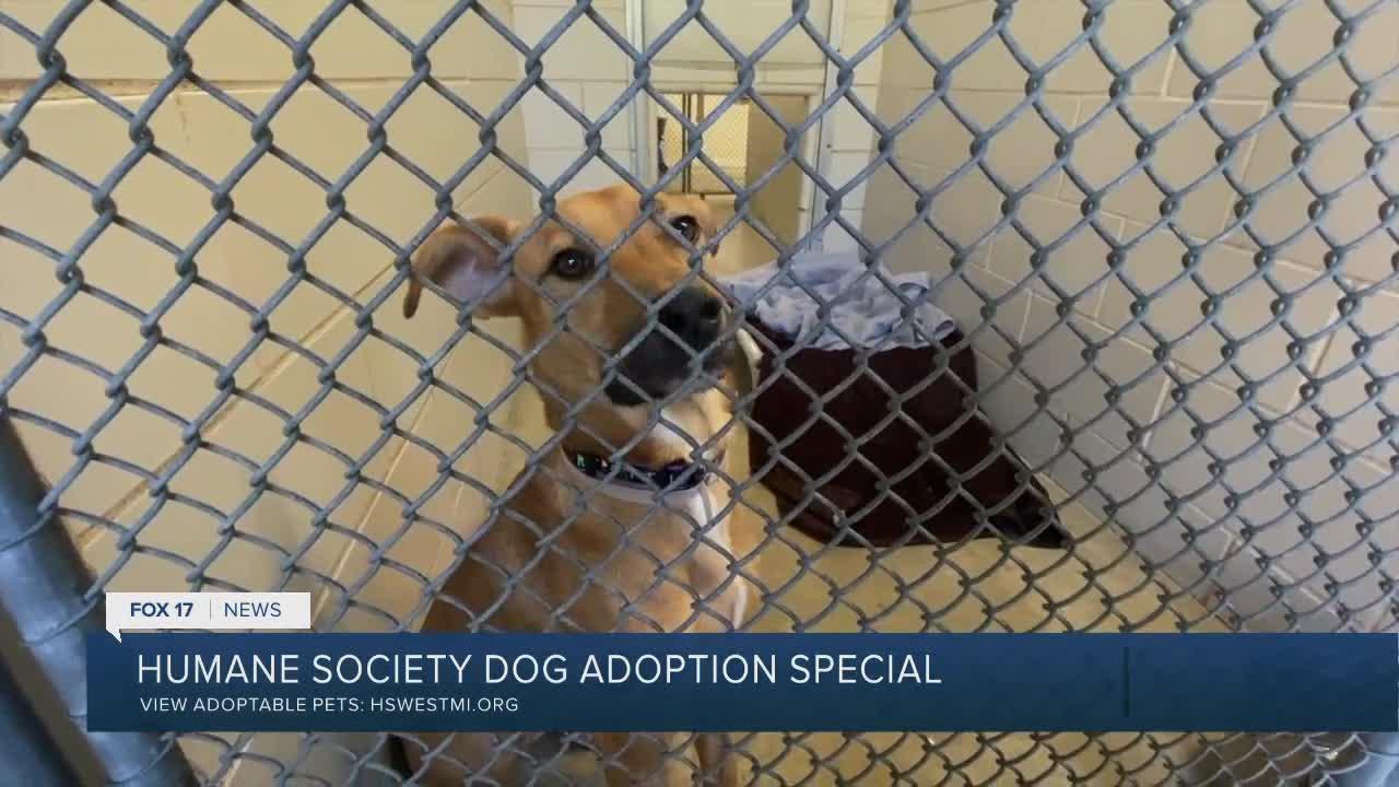Dogs in need of 'emergency adopters' at Humane Society of West Michigan