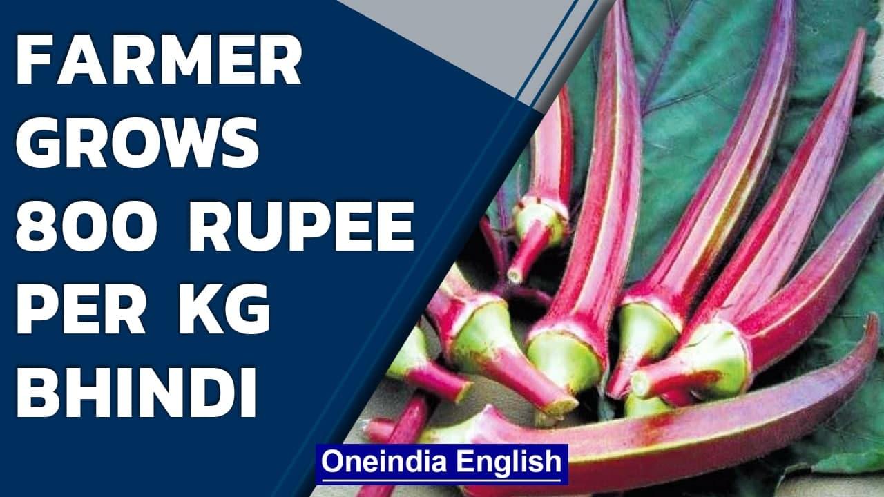 Madhya Pradesh farmer grows ‘Red Bhindi’ that sells Rs. 800 per Kg | Oneindia News