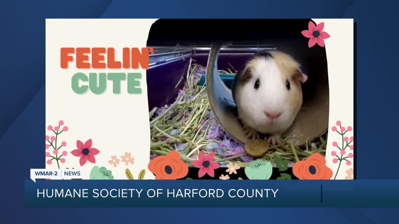 Koi the Guinea Pig is up for adoption at the Humane Society of Harford County